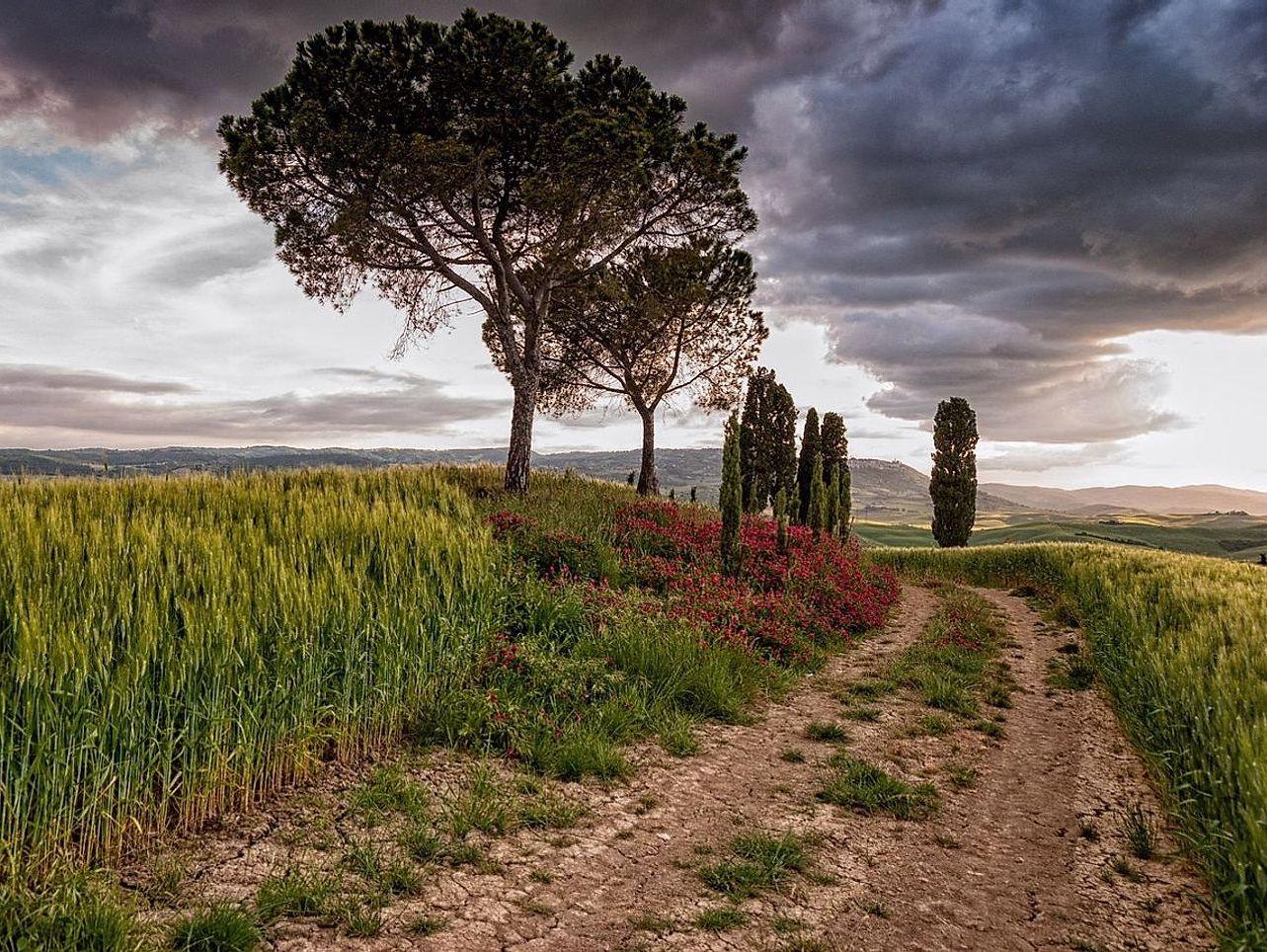 Albero centenario: simbolo della campagna